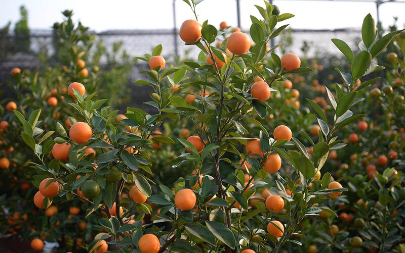 ネイハキンカン Citrus japonica ( = Fortunella crassifolia )