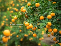 ほったらかしでも鈴なり？ 初心者におすすめの「最強柑橘」キンカンの育て方