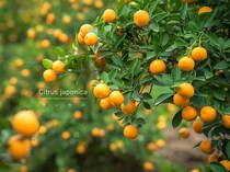 ほったらかしでも鈴なり？ 初心者におすすめの「最強柑橘」キンカンの育て方