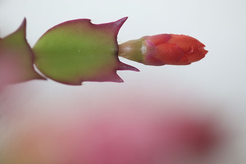 シャコバサボテン