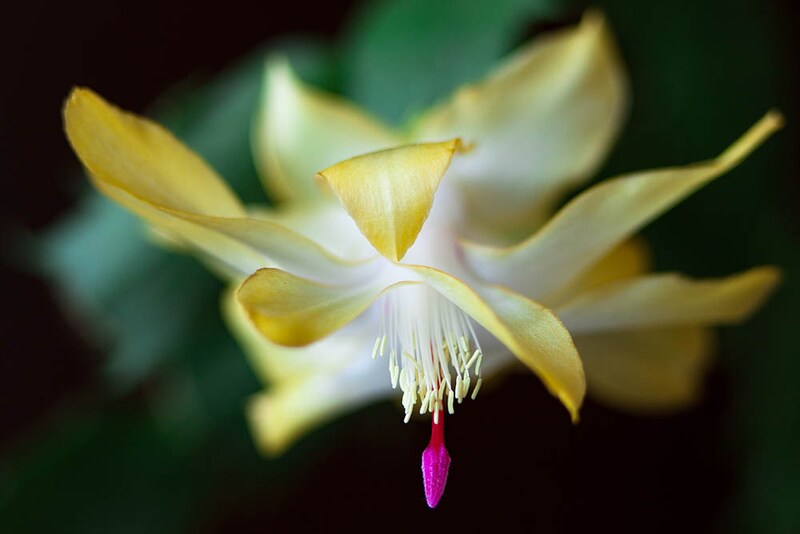 シャコバサボテン‘ゴールドチャーム’