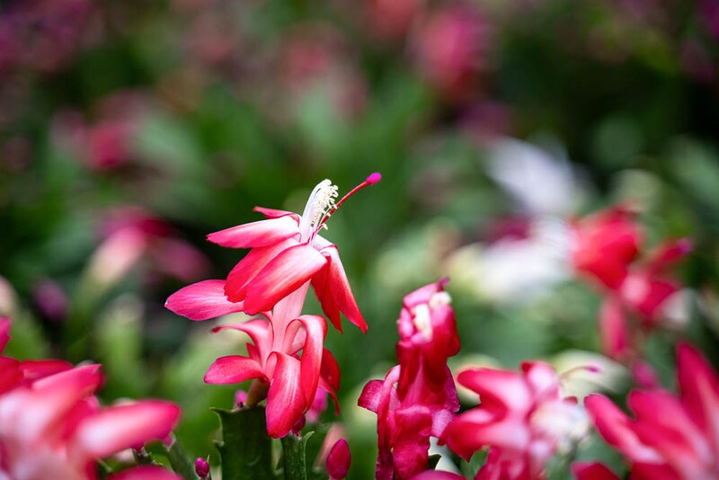 シャコバサボテン‘ダークマリー’