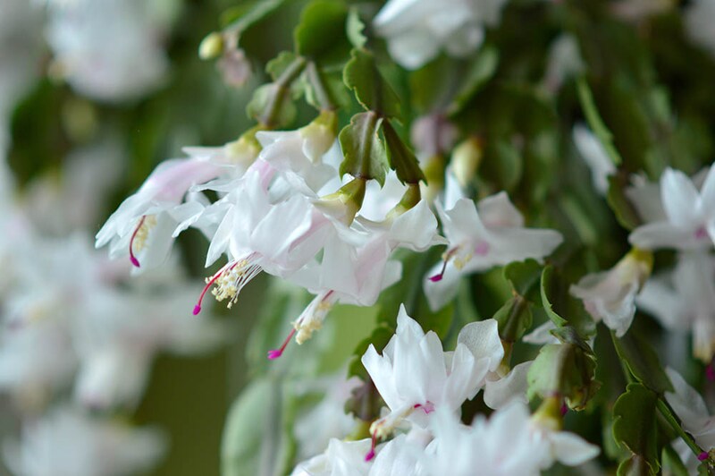 シャコバサボテン‘チタホワイト’