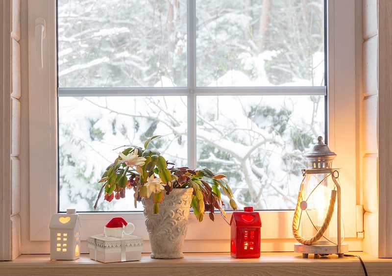 シャコバサボテン