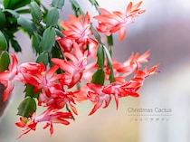 別名は“クリスマスカクタス”　聖夜を彩る「シャコバサボテン」の意外な花言葉と育て方