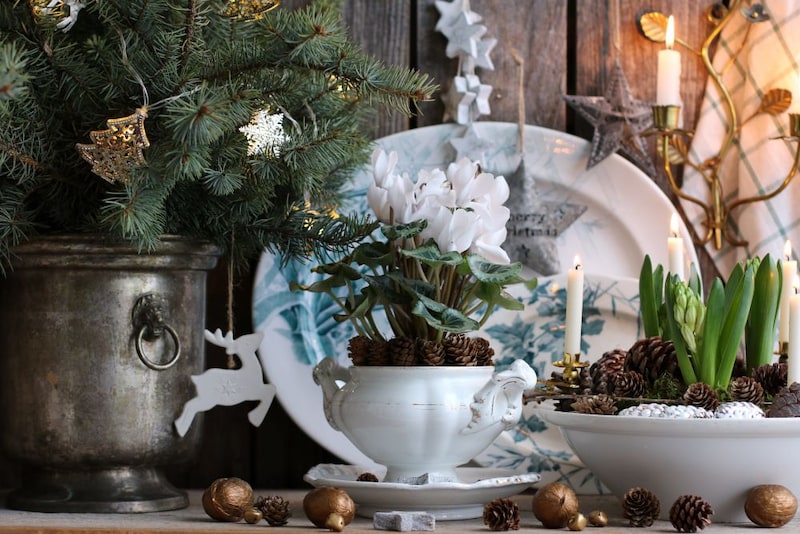 白いシクラメンとキャンドルで楽しむホワイトクリスマス