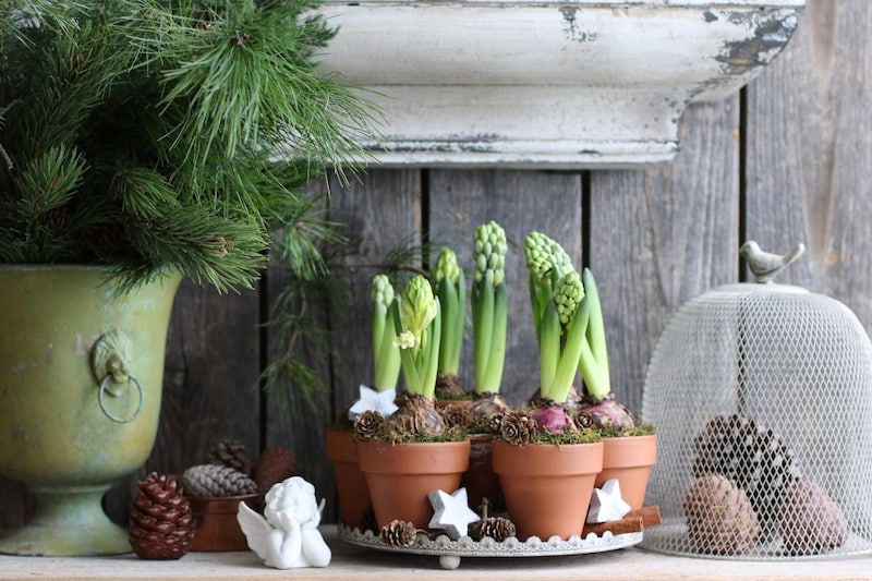 香りも楽しめるヒヤシンスのクリスマス室内ミニ花壇