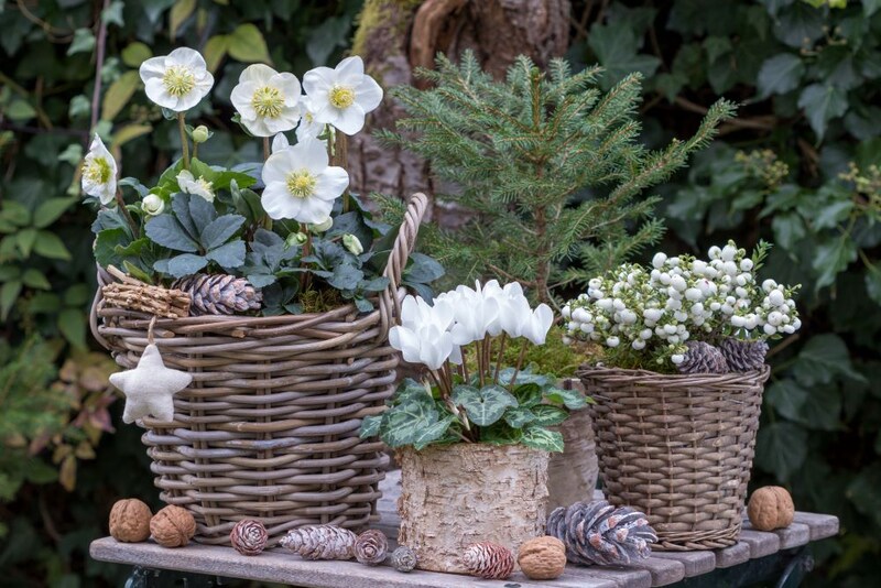 白花のクリスマスコーナー