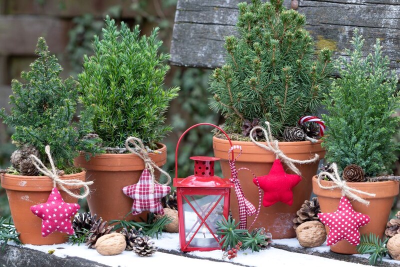 ミニコニファーの素焼き鉢＋赤いランタンでベランダデコ
