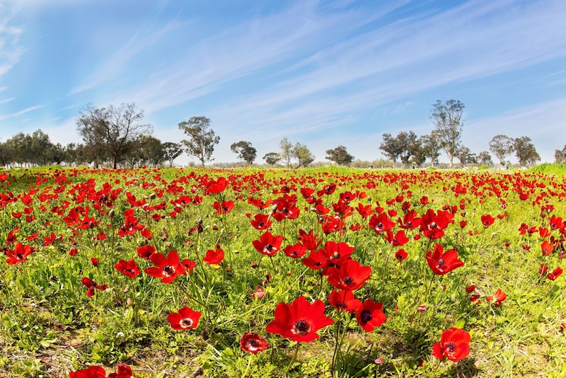 イスラエルの草原に咲き誇るアネモネの花。Kavram/Shutterstock.com