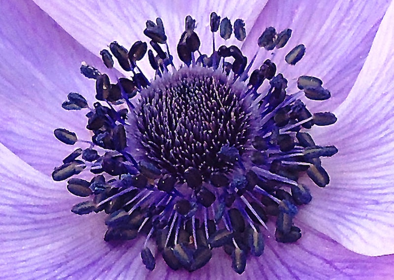 この雄しべの持ち主は・・・？