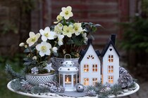 【ベランダ＆室内編】1鉢あれば真似できるクリスマス・ガーデンデコ10選