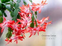 別名は“クリスマスカクタス”　聖夜を彩る「シャコバサボテン」の意外な花言葉と育て方
