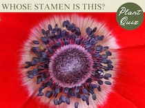 花苗でも切り花でも人気の球根花！…この雄しべ、何の花？【Let’s Try! 植物クイズ】Vol.26