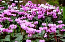 【12月の花】植えっぱなしで毎年咲く「原種シクラメン」の育て方とおすすめ品種ガイド