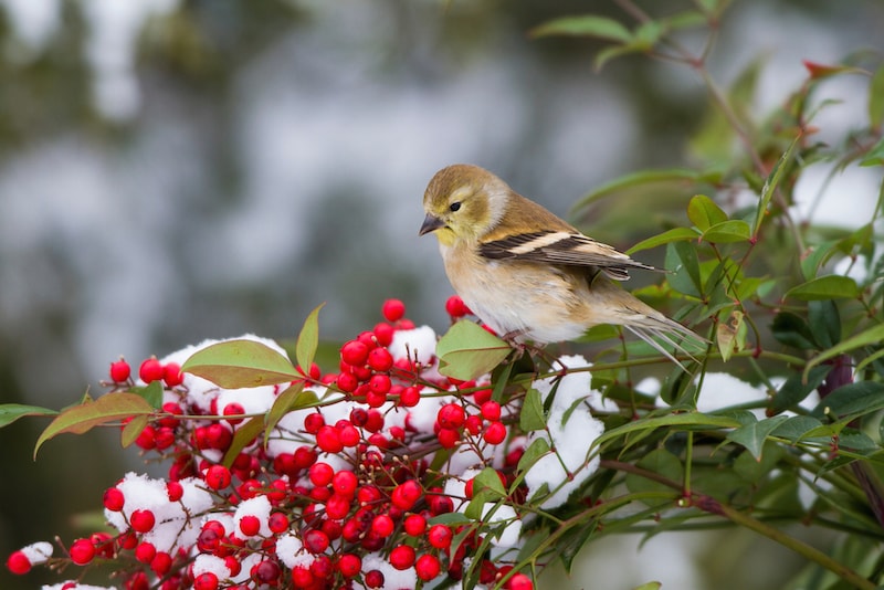 ナンテンの実と鳥