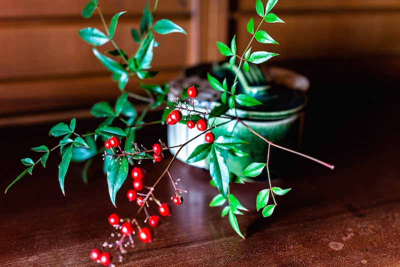 ナンテンの赤い実