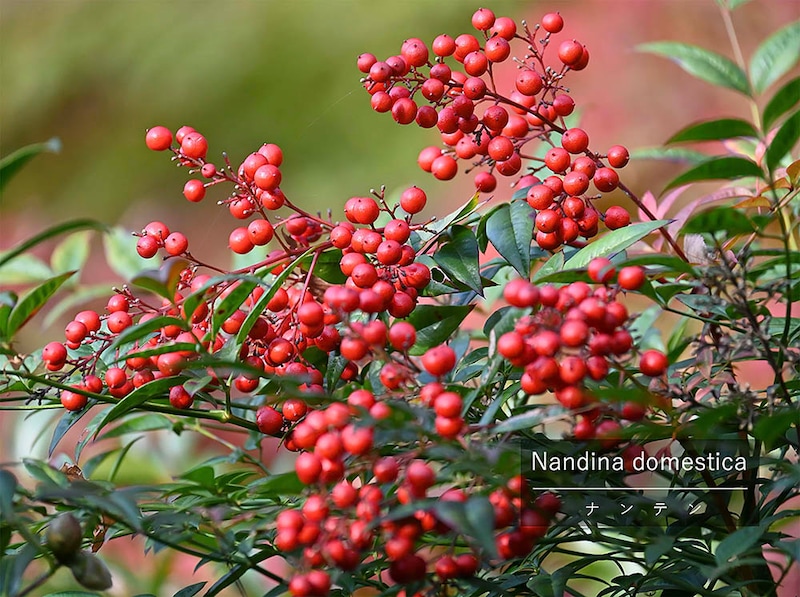 「難を転じる」縁起木を枯らさない! 初心者でも育つ「南天(ナンテン)」の栽培ポイントと剪定時期