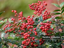 「難を転じる」縁起木を枯らさない！ 初心者でも育つ「南天（ナンテン）」の栽培ポイントと剪定時期