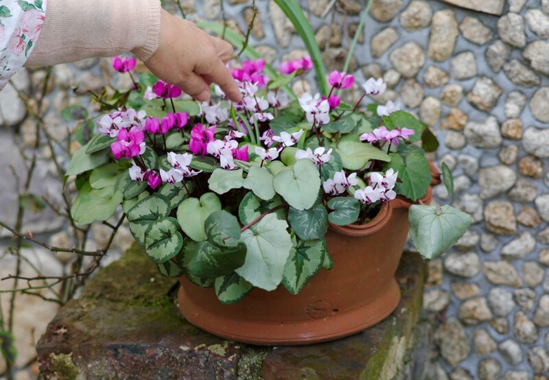 原種シクラメンの寄せ植え