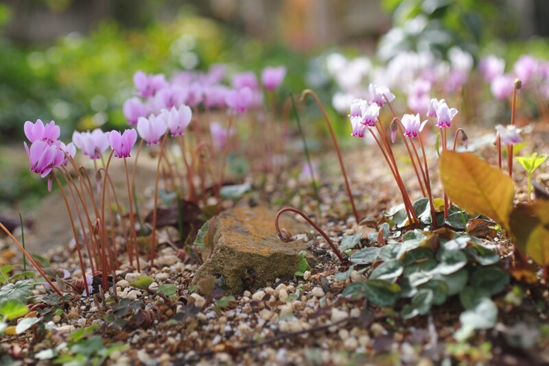 原種シクラメン
