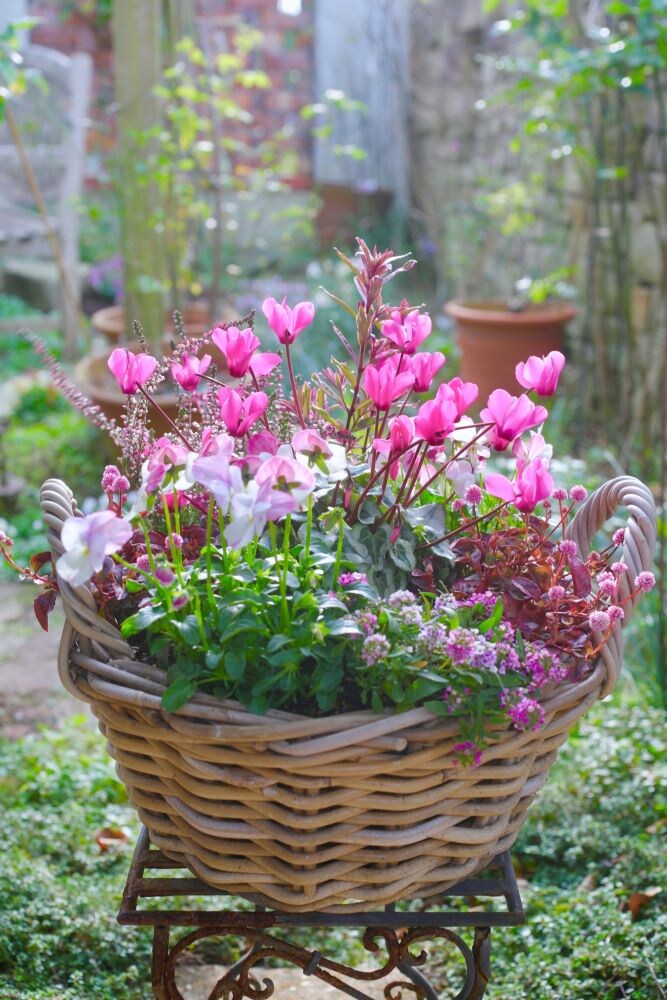 ガーデンシクラメン