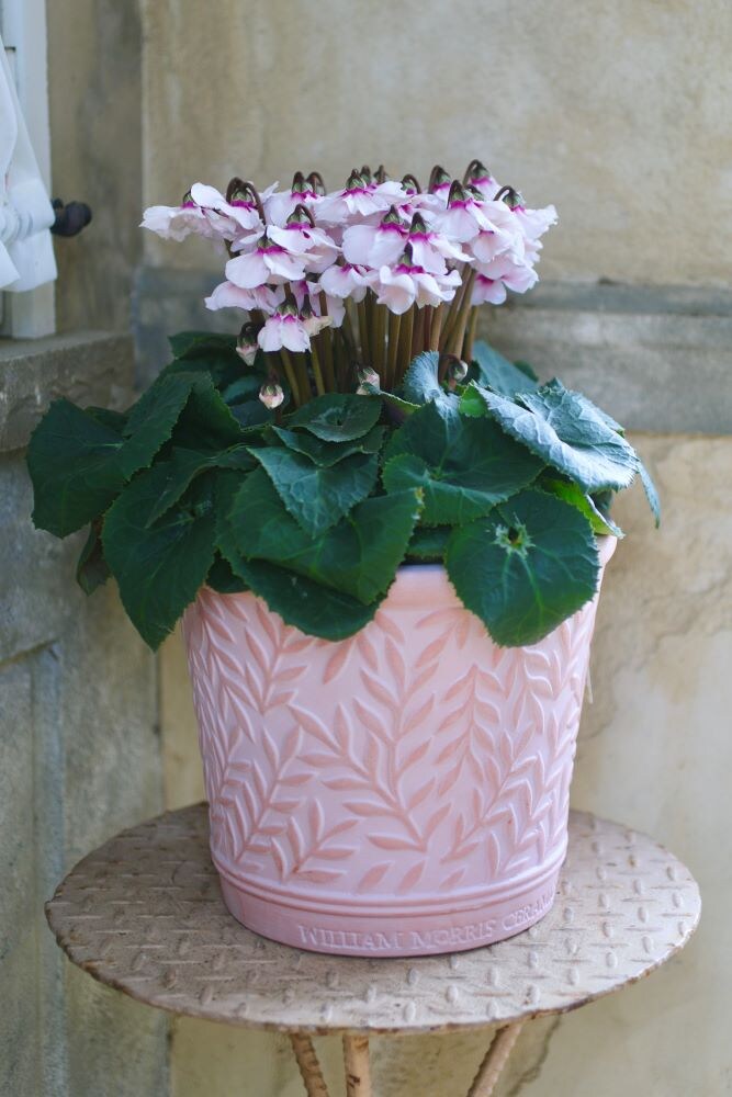 室内用シクラメン