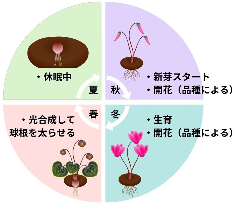 原種シクラメンの生育サイクル