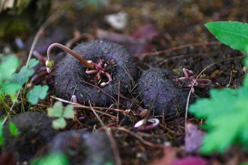 原種シクラメン・ヘデリフォリウム