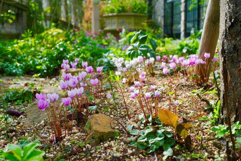 庭植えの原種シクラメン