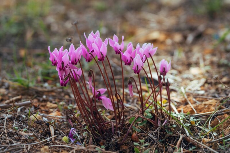 シクラメン・グラエカム