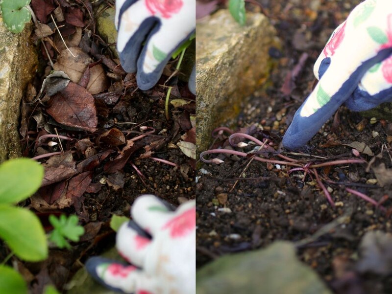 原種シクラメン