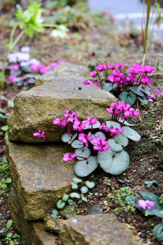 シクラメン・コウム