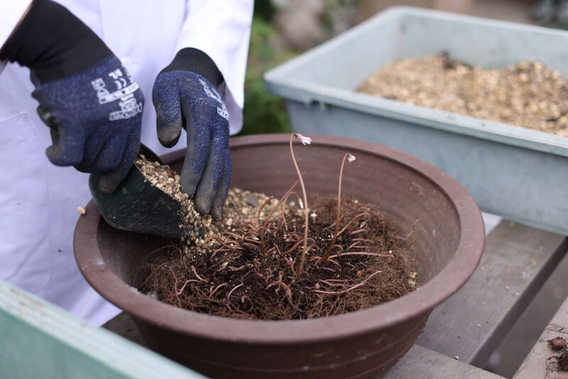 原種シクラメンの植え替え