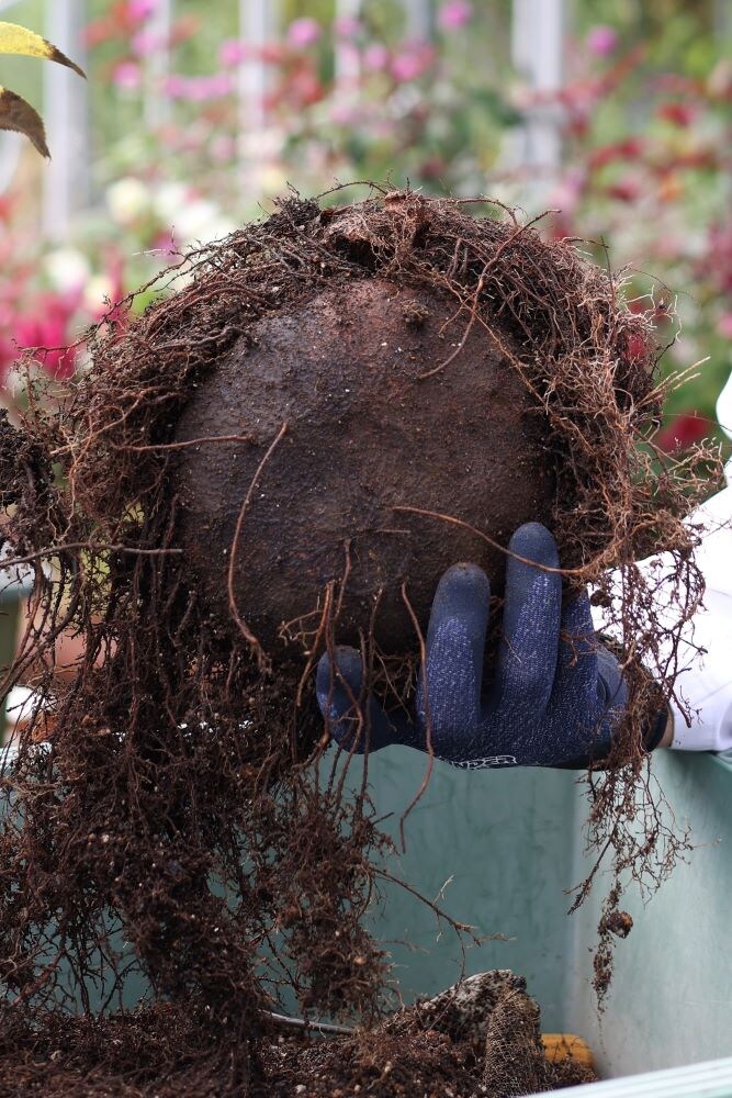 原種シクラメンの球根