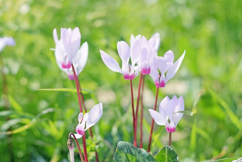 シクラメン・シプリアム