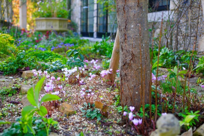 原種シクラメンの庭