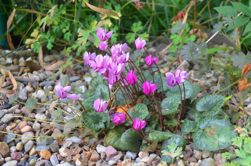 シクラメン・プルプラセンス