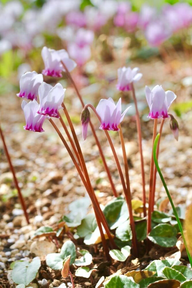 原種シクラメンの庭