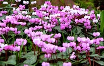 【12月の花】植えっぱなしで毎年咲く「原種シクラメン」の育て方とおすすめ品種ガイド