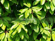 正月飾りにも使われるヒメユズリハとは？ ユズリハとの見分け方・ユズリハとの違い・縁起の理由・育て方まで完全ガイド