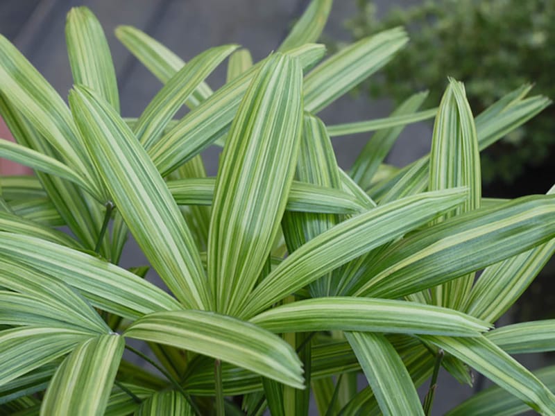 カンノンチク ‘綾錦’　
Rhapis exelsa ‘Aya-nishiki’