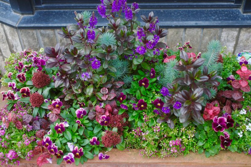 スキミアの寄せ植え