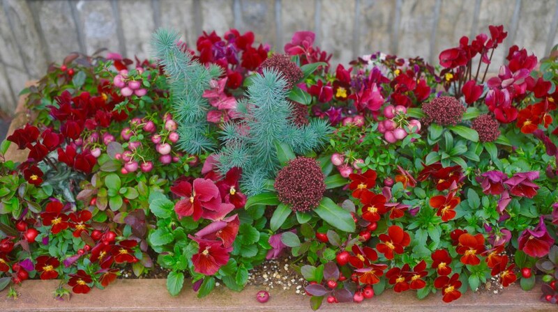 スキミアの赤の寄せ植え