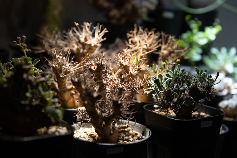 ガディンツキープランツの冬型塊根