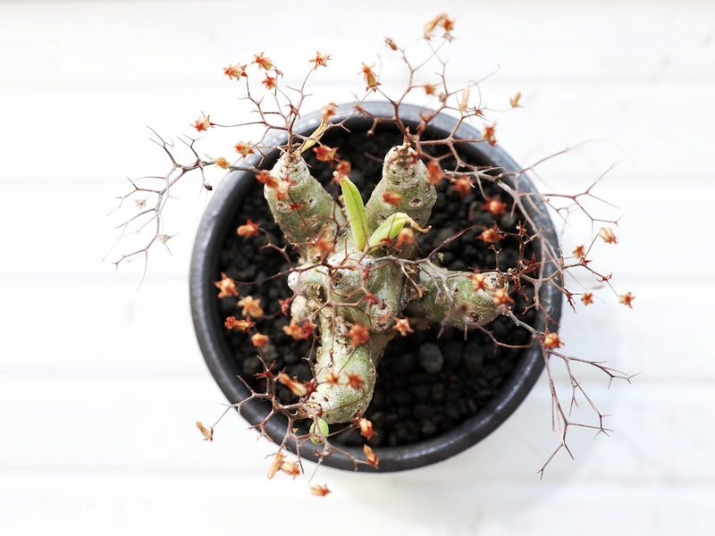 万物想を真上から