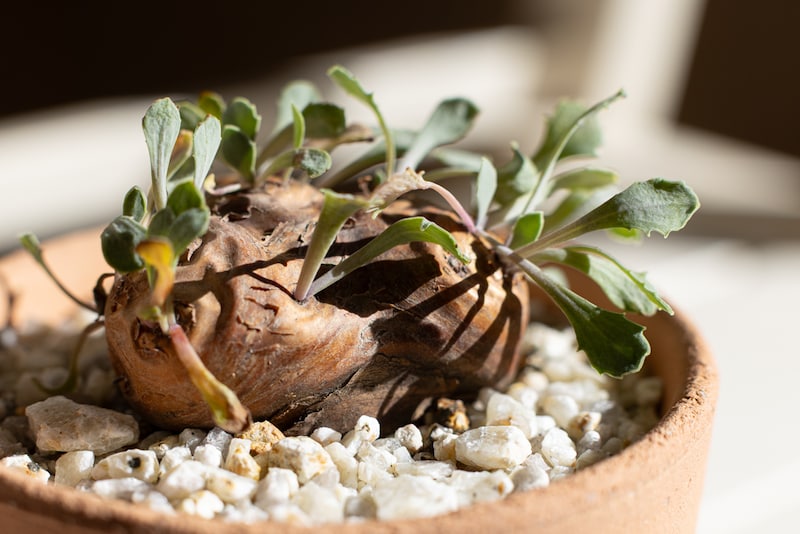 オトンナ・カカリオイデス