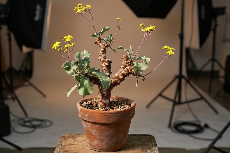 オトンナ・へレー