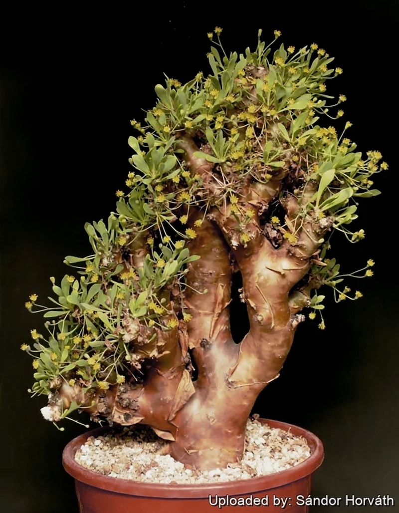 オトンナ・ユーフォルビオイデス