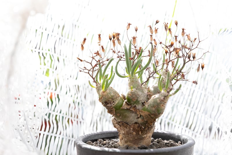 チレコドン・レティキュラーツス